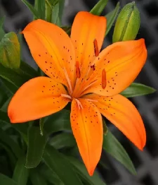 10 x Lys Asiatiques Oranges En Vrac