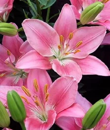 10 x Lys Asiatiques Roses En Vrac