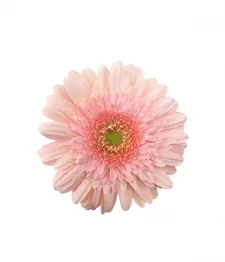 25 x Bulk Pink Gerberas