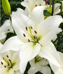 10 x Lys Asiatiques Blancs En Vrac