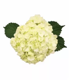 10 x Hortensias Blancs En Vrac