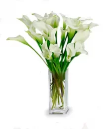 20 Lys Calla Élégantes