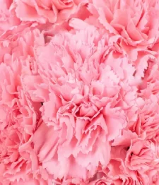 25 x Bulk Pink Carnations
