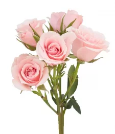 20 x Bulk Pink Spray Roses