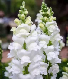 20 x Bulk White Snapdragons