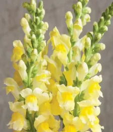 20 x Bulk Yellow Snapdragons