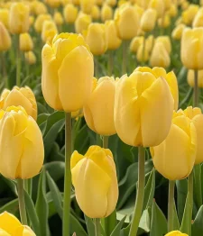 25 x Tulipes Jaunes En Vrac