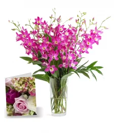 50 fleurs d'orchidées pour la fête des mères I