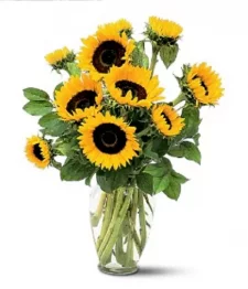 Tournesols ensoleilés