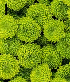 Chrysanthèmes à Boutons Verts En Gerbe En Vrac