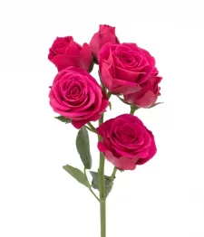 20 x Bulk Hot Pink Spray Roses