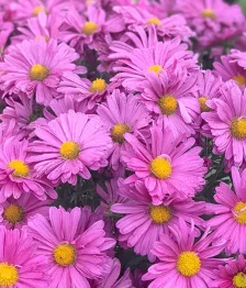 25 x Marguerites Chrysanthème Lavande En Vrac