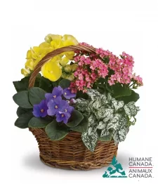 Humane Canada Collection XI