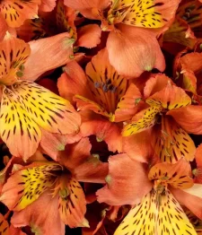 25 x Alstroemeria Oranges En Vrac