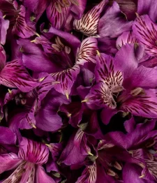 25 x Alstroemeria Violettes En Vrac