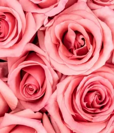 25 x Roses Roses En Vrac