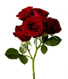 20 x Bulk Red Spray Roses
