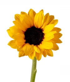 20 x Tournesols En Vrac