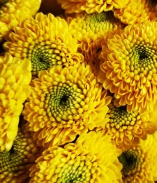 25 x Chrysanthèmes à Boutons Jaunes En Vrac