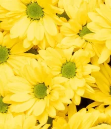 25 x Chrysanthèmes Jaunes En Gerbe En Vrac