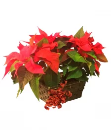 Poinsettia Élégante