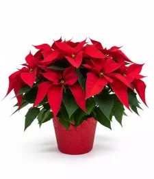 Panier de poinsettias 