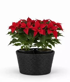 Poinsettia Élégante
