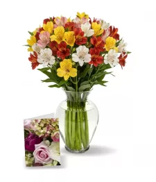 100 Blooms of Peruvian Lilies I