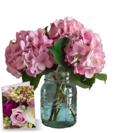 Pink Hydrangea in Mason Jar