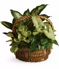 Plantapalooza I