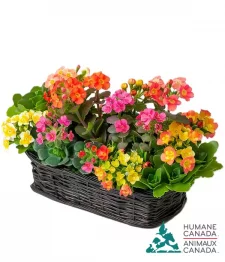 Humane Canada Collection XI