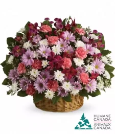 Humane Canada Collection XII