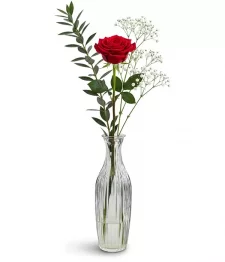 Red Rose in Bud Vase