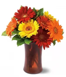 Autumn Gerberas